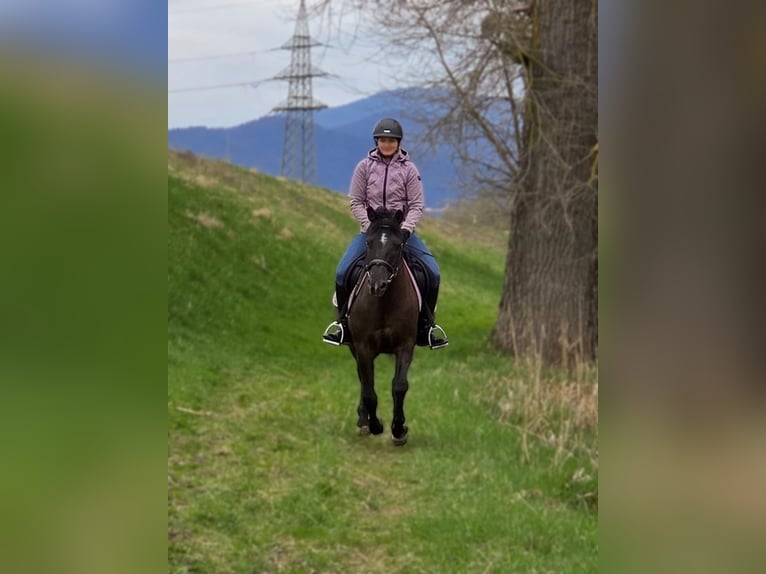 Weitere Ponys/Kleinpferde Wallach 14 Jahre 135 cm in Deggendorf