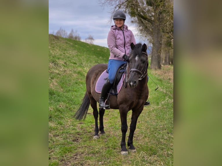 Weitere Ponys/Kleinpferde Wallach 14 Jahre 135 cm in Deggendorf