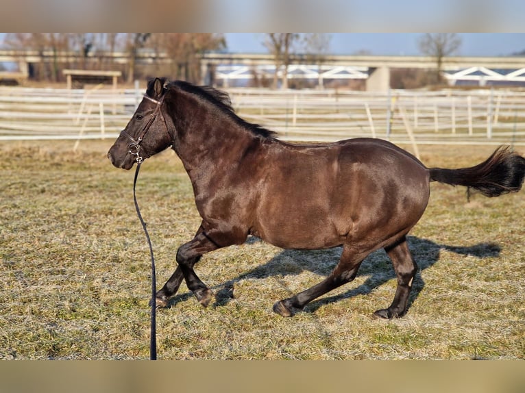 Weitere Ponys/Kleinpferde Wallach 14 Jahre 135 cm in Deggendorf
