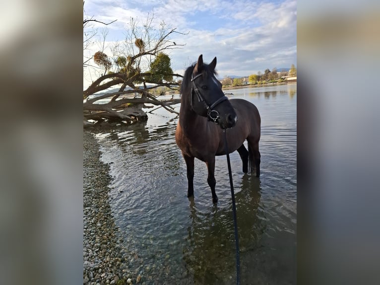 Weitere Ponys/Kleinpferde Wallach 14 Jahre 135 cm in Deggendorf