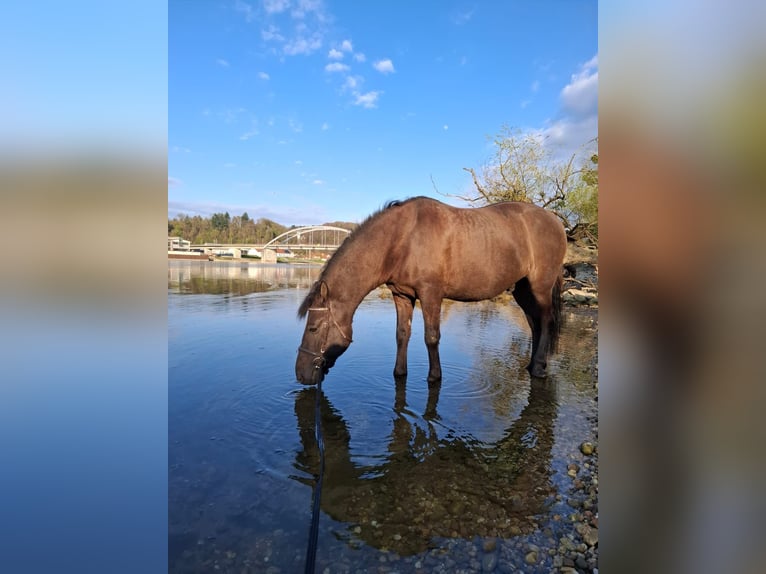 Weitere Ponys/Kleinpferde Wallach 14 Jahre 135 cm in Deggendorf
