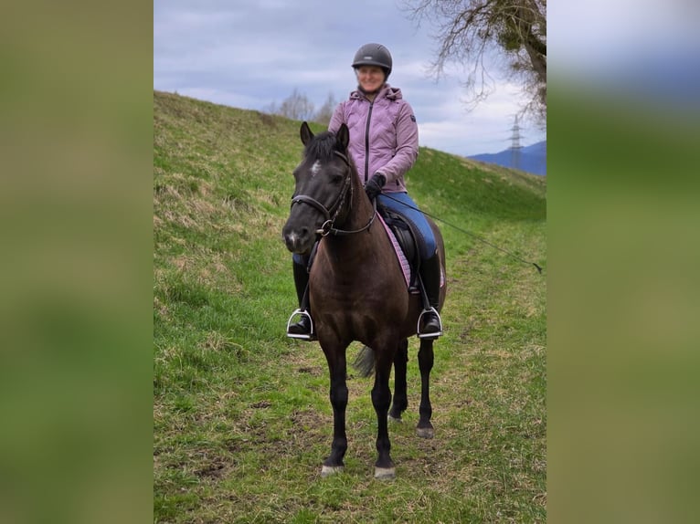 Weitere Ponys/Kleinpferde Wallach 14 Jahre 135 cm in Deggendorf