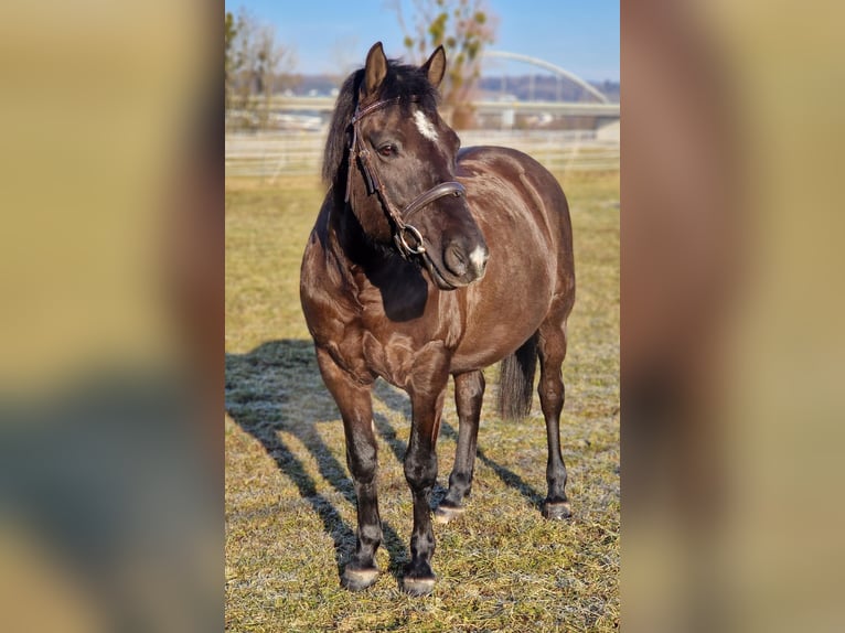 Weitere Ponys/Kleinpferde Wallach 14 Jahre 135 cm in Deggendorf