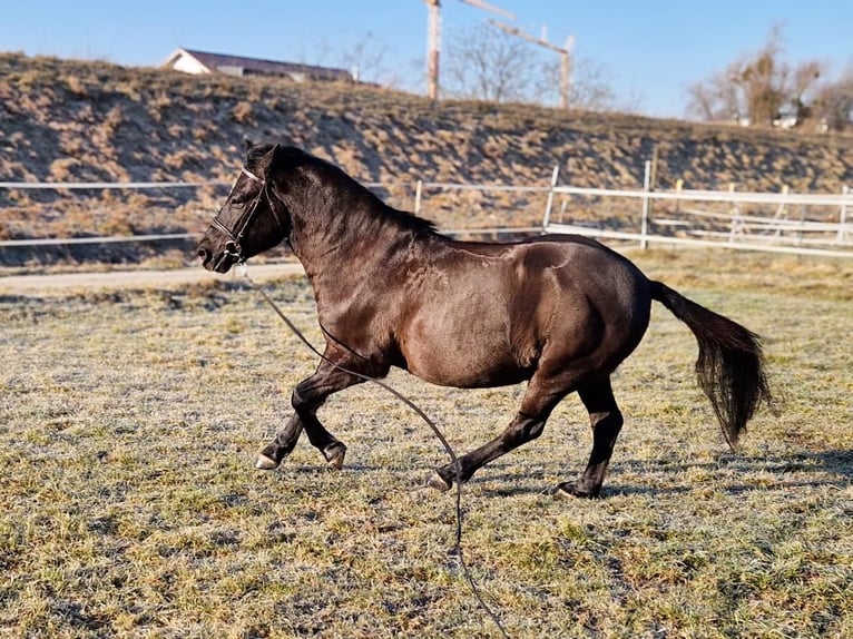 Weitere Ponys/Kleinpferde Wallach 14 Jahre 135 cm in Deggendorf