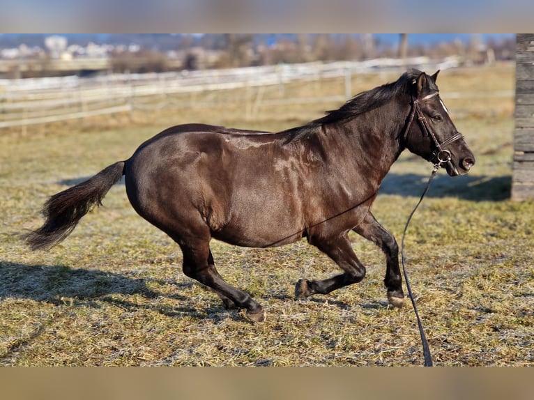 Weitere Ponys/Kleinpferde Wallach 14 Jahre 135 cm in Deggendorf