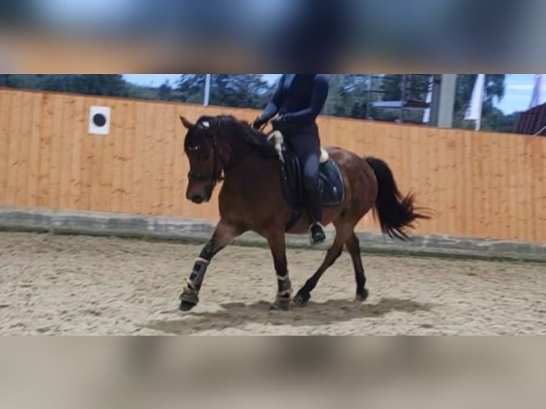 Weitere Ponys/Kleinpferde Mix Wallach 14 Jahre 136 cm Brauner in Versmold