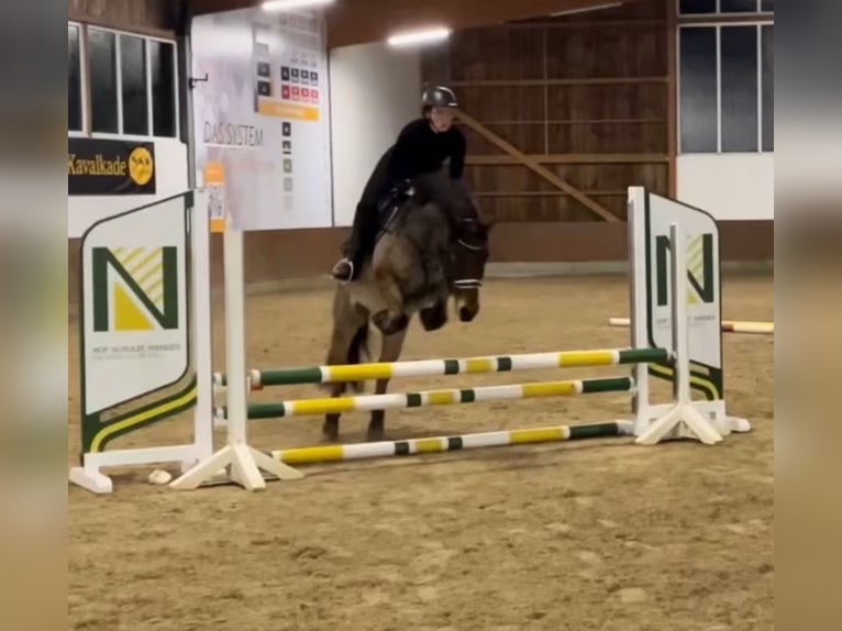 Weitere Ponys/Kleinpferde Mix Wallach 14 Jahre 136 cm Brauner in Versmold