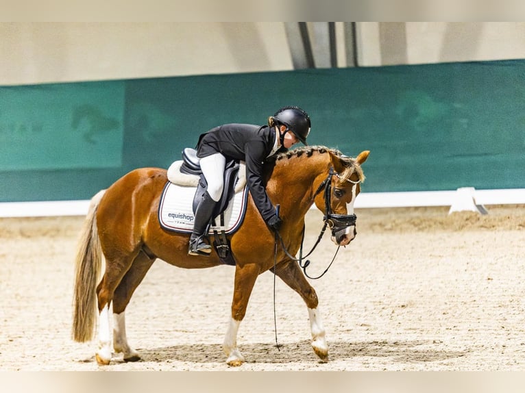 Weitere Ponys/Kleinpferde Wallach 14 Jahre 137 cm Fuchs in Bydgoszcz