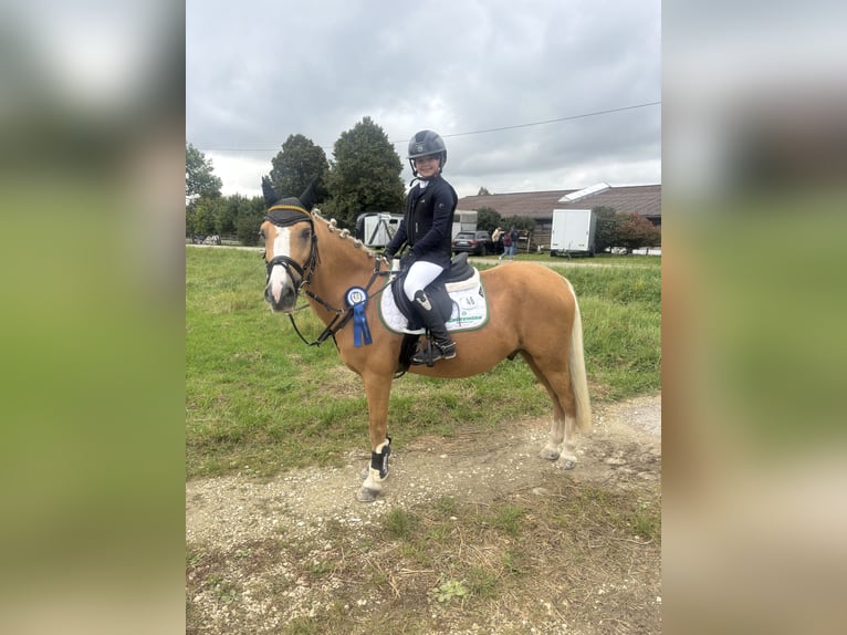 Weitere Ponys/Kleinpferde Wallach 14 Jahre 137 cm Palomino in Heidenheim an der Brenz