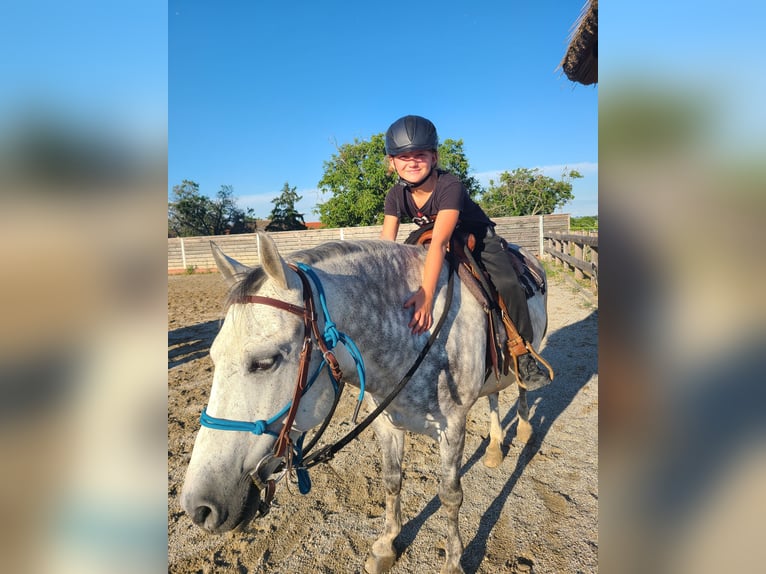 Weitere Ponys/Kleinpferde Mix Wallach 14 Jahre 140 cm Blauschimmel in Oggau am Neusiedler See