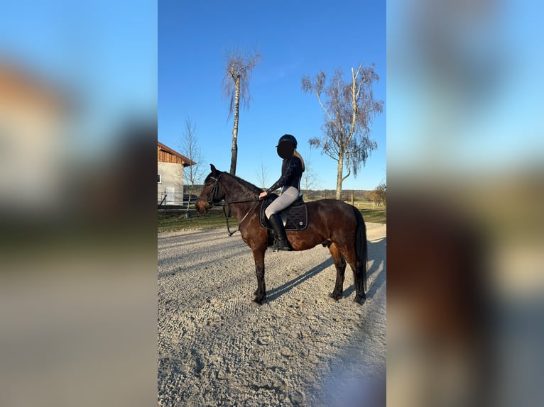 Weitere Ponys/Kleinpferde Wallach 14 Jahre 142 cm Brauner in Erharting