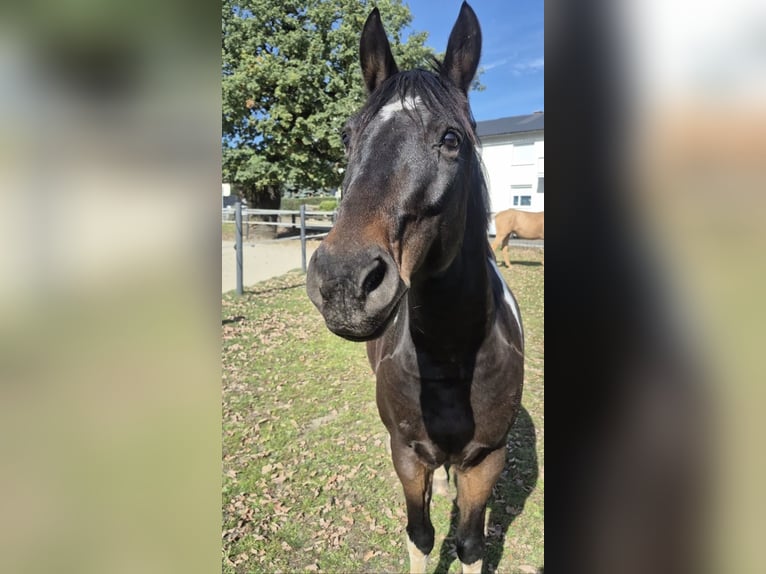 Weitere Ponys/Kleinpferde Wallach 14 Jahre 148 cm Schecke in Spielberg