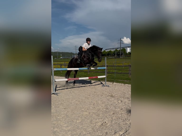Weitere Ponys/Kleinpferde Mix Wallach 14 Jahre 151 cm Schwarzbrauner in Urtenen-Sch&#xF6;nb&#xFC;hl