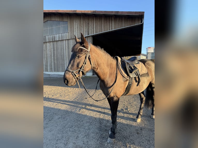 Weitere Ponys/Kleinpferde Mix Wallach 14 Jahre 151 cm Schwarzbrauner in Urtenen-Sch&#xF6;nb&#xFC;hl