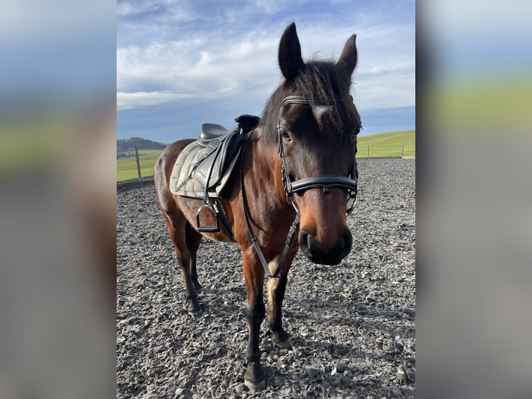 Weitere Ponys/Kleinpferde Mix Wallach 14 Jahre 155 cm Dunkelbrauner in Moosdorf