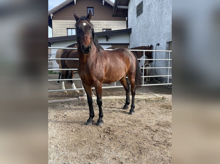 Weitere Ponys/Kleinpferde Mix Wallach 14 Jahre 155 cm Dunkelbrauner in Moosdorf