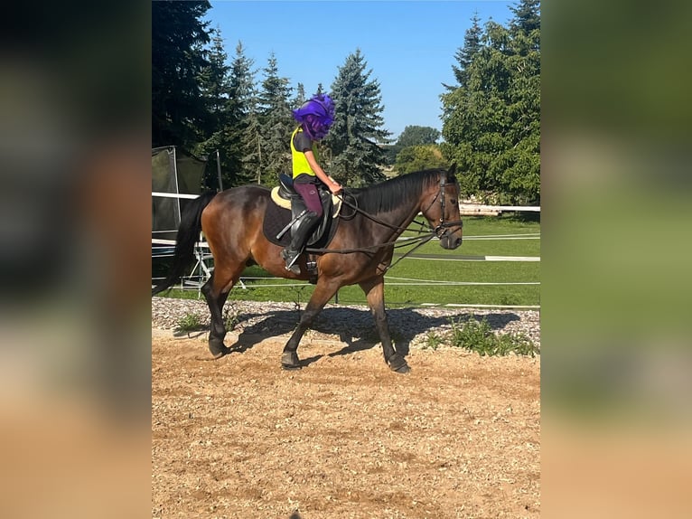 Weitere Ponys/Kleinpferde Mix Wallach 14 Jahre 158 cm Dunkelbrauner in Dischingen-Hofen