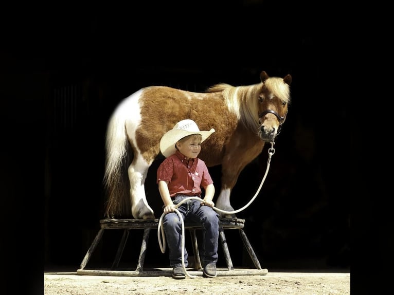 Weitere Ponys/Kleinpferde Wallach 14 Jahre 91 cm in Nevis, MN