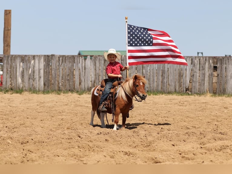 Weitere Ponys/Kleinpferde Wallach 14 Jahre 91 cm in Nevis, MN