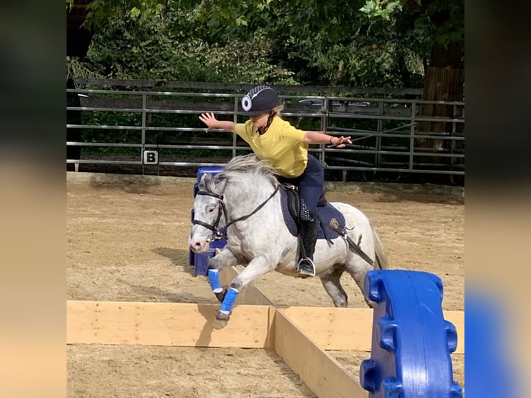 Weitere Ponys/Kleinpferde Wallach 15 Jahre 109 cm Tigerschecke in Wila