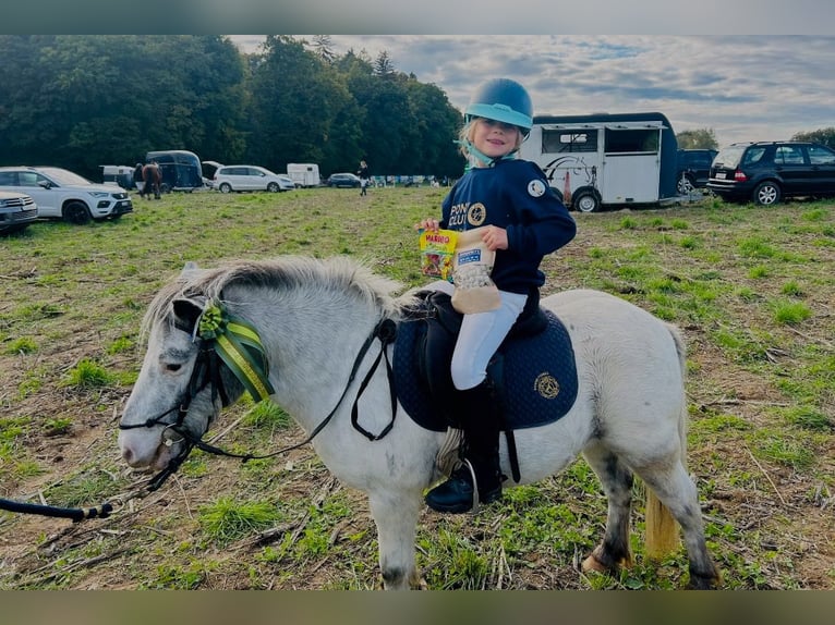 Weitere Ponys/Kleinpferde Wallach 15 Jahre 109 cm Tigerschecke in Wila