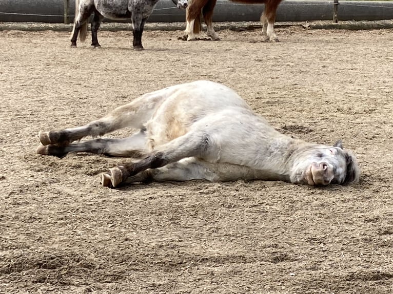 Weitere Ponys/Kleinpferde Wallach 15 Jahre 109 cm Tigerschecke in Wila
