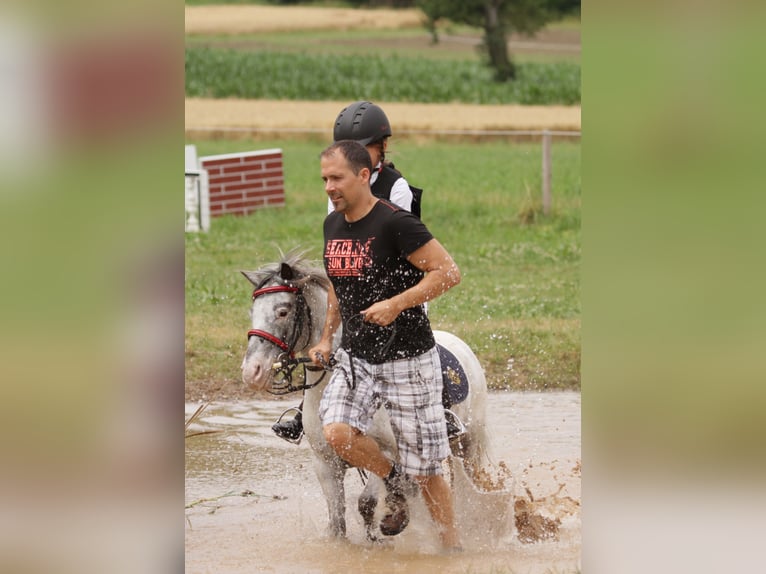 Weitere Ponys/Kleinpferde Wallach 15 Jahre 109 cm Tigerschecke in Wila