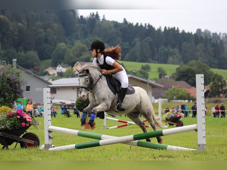 Weitere Ponys/Kleinpferde Wallach 15 Jahre 109 cm Tigerschecke in Wila