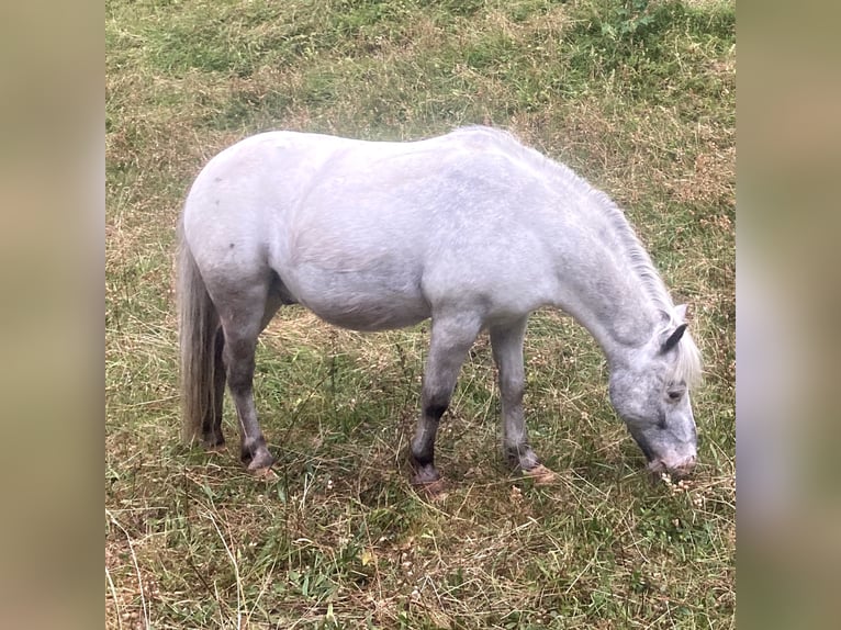 Weitere Ponys/Kleinpferde Wallach 15 Jahre 109 cm Tigerschecke in Wila
