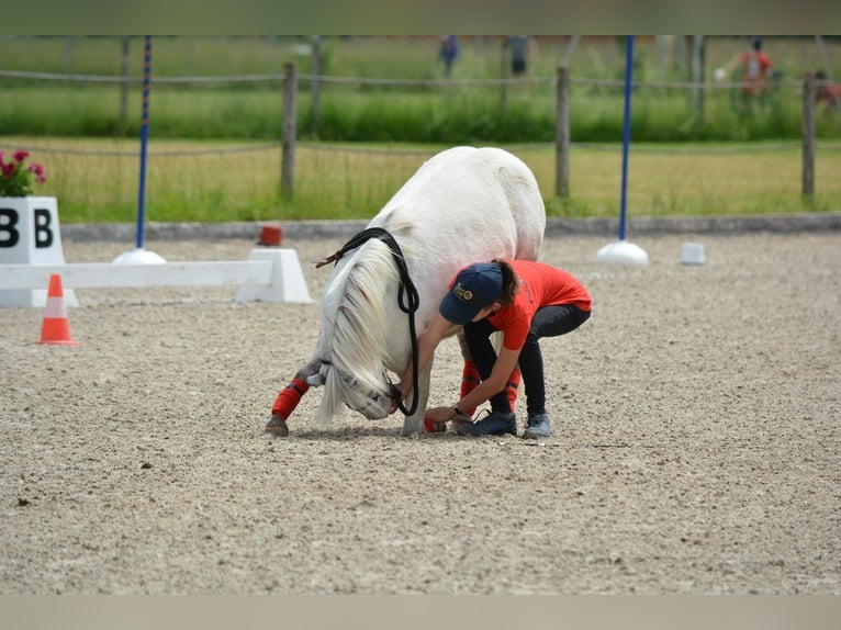 Weitere Ponys/Kleinpferde Wallach 15 Jahre 109 cm Tigerschecke in Wila