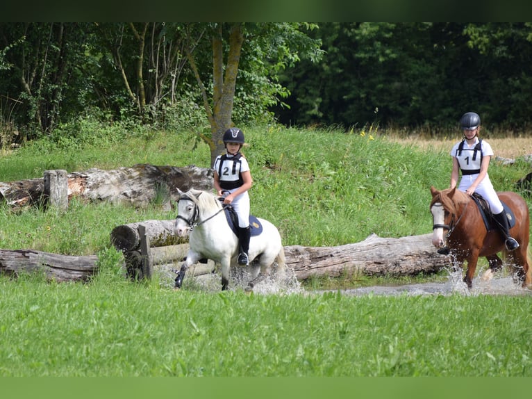 Weitere Ponys/Kleinpferde Wallach 15 Jahre 109 cm Tigerschecke in Wila