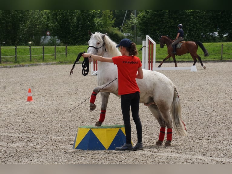 Weitere Ponys/Kleinpferde Wallach 15 Jahre 109 cm Tigerschecke in Wila