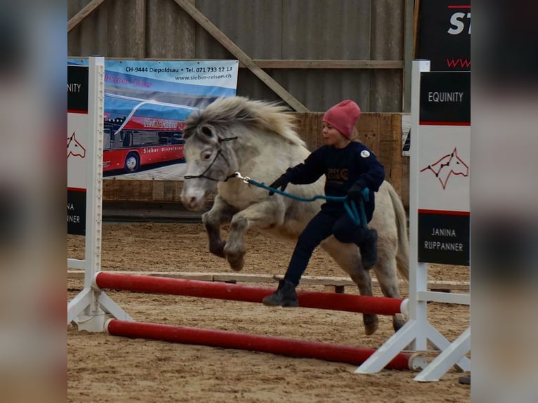 Weitere Ponys/Kleinpferde Wallach 15 Jahre 109 cm Tigerschecke in Wila