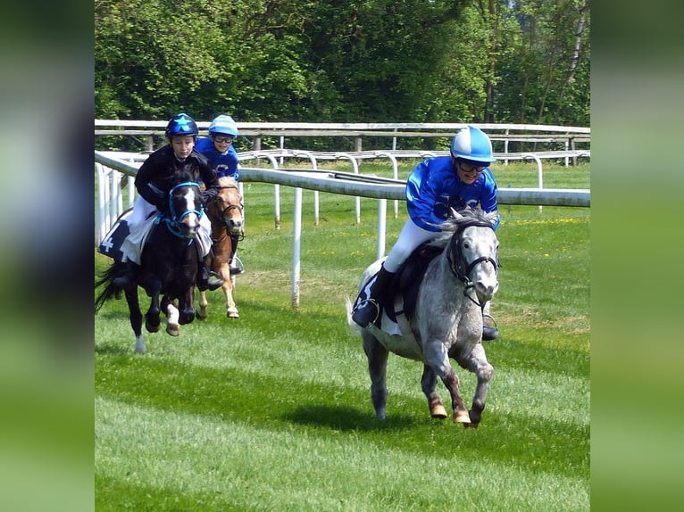 Weitere Ponys/Kleinpferde Wallach 15 Jahre 109 cm Tigerschecke in Wila