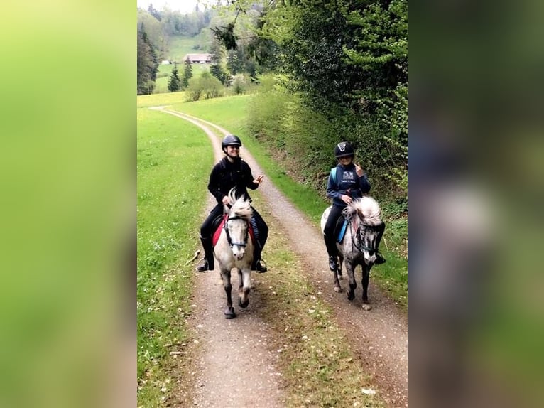 Weitere Ponys/Kleinpferde Wallach 15 Jahre 109 cm Tigerschecke in Wila