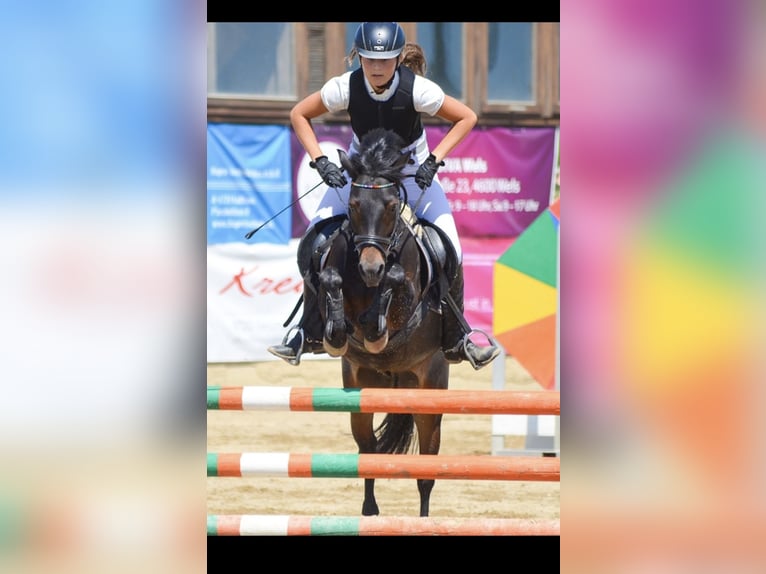 Weitere Ponys/Kleinpferde Wallach 15 Jahre 125 cm Brauner in Penesedt