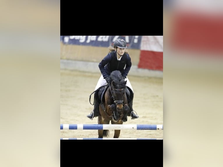Weitere Ponys/Kleinpferde Wallach 15 Jahre 125 cm Brauner in Penesedt