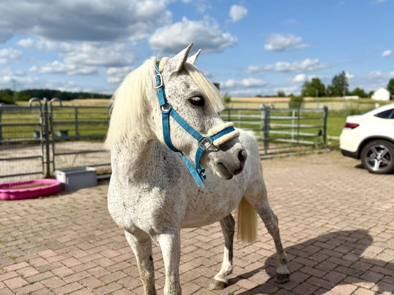 Weitere Ponys/Kleinpferde Wallach 15 Jahre 128 cm Fliegenschimmel in Lichtenfels