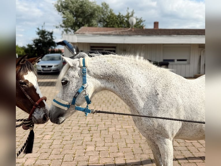Weitere Ponys/Kleinpferde Wallach 15 Jahre 128 cm Fliegenschimmel in Lichtenfels