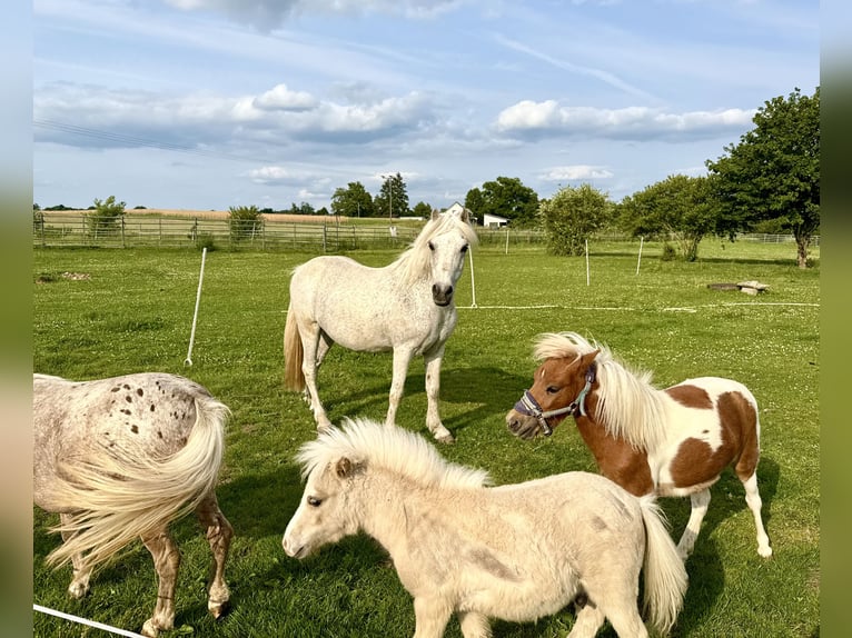 Weitere Ponys/Kleinpferde Wallach 15 Jahre 128 cm Fliegenschimmel in Lichtenfels