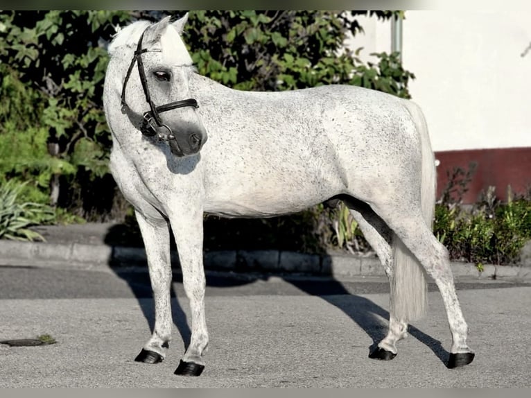Weitere Ponys/Kleinpferde Wallach 15 Jahre 128 cm Fliegenschimmel in Lichtenfels