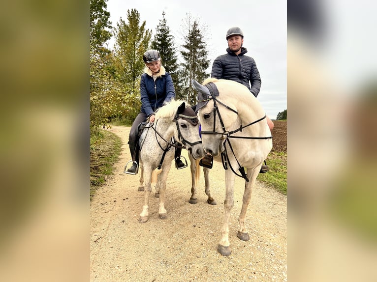 Weitere Ponys/Kleinpferde Wallach 15 Jahre 128 cm Fliegenschimmel in Lichtenfels
