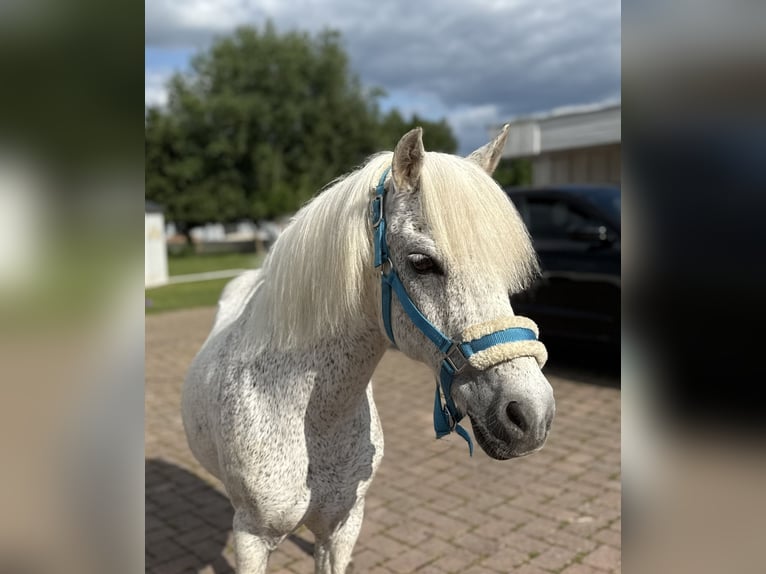 Weitere Ponys/Kleinpferde Wallach 15 Jahre 128 cm Fliegenschimmel in Lichtenfels