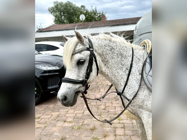 Weitere Ponys/Kleinpferde Wallach 15 Jahre 128 cm Fliegenschimmel in Lichtenfels