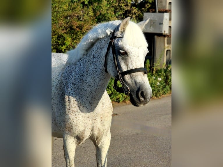 Weitere Ponys/Kleinpferde Wallach 15 Jahre 128 cm Fliegenschimmel in Lichtenfels