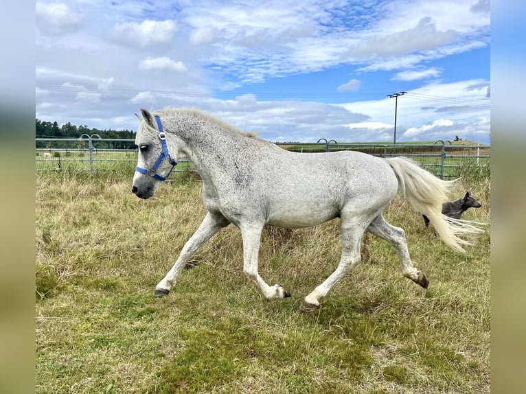 Weitere Ponys/Kleinpferde Wallach 15 Jahre 128 cm Fliegenschimmel in Lichtenfels