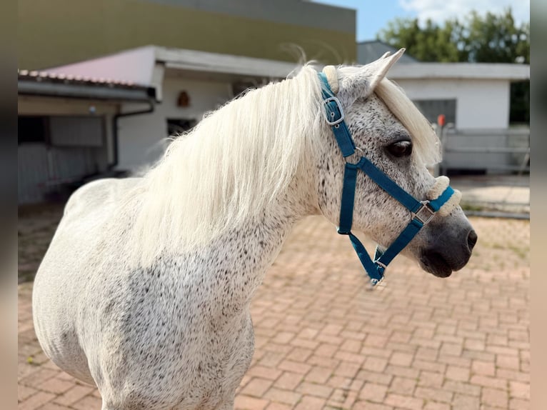 Weitere Ponys/Kleinpferde Wallach 15 Jahre 128 cm Fliegenschimmel in Lichtenfels