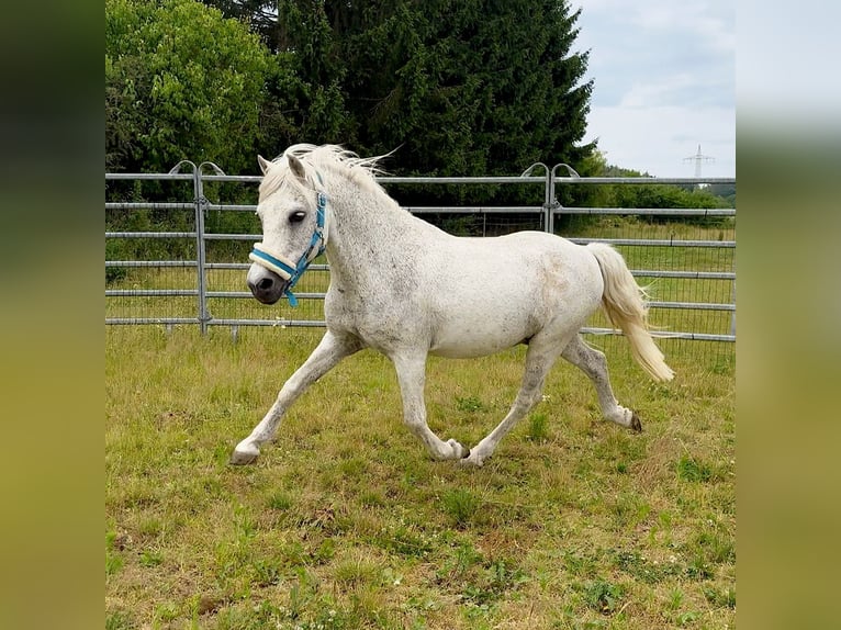 Weitere Ponys/Kleinpferde Wallach 15 Jahre 128 cm Fliegenschimmel in Lichtenfels