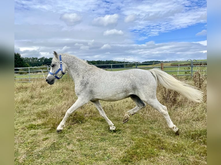 Weitere Ponys/Kleinpferde Wallach 15 Jahre 128 cm Fliegenschimmel in Lichtenfels
