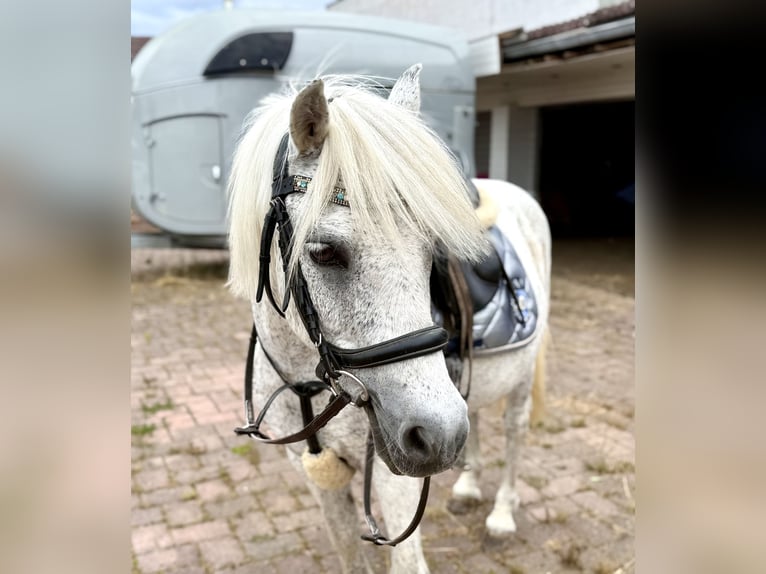 Weitere Ponys/Kleinpferde Wallach 15 Jahre 128 cm Fliegenschimmel in Lichtenfels